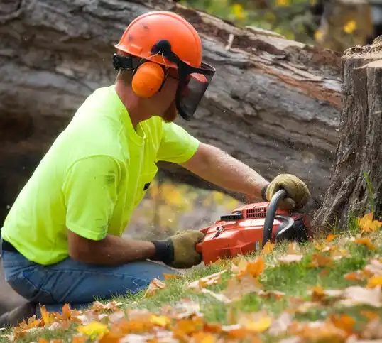 tree services Laingsburg